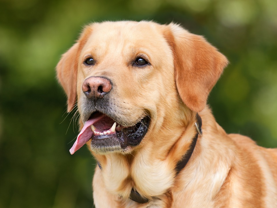dog-1210559 960 720